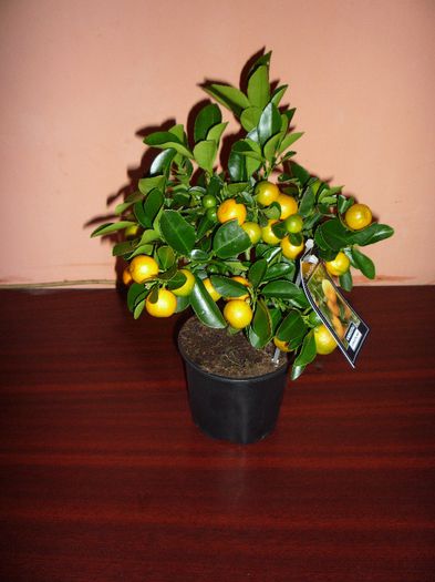 calamondin 70 ron