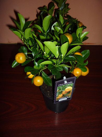 70 ron - calamondin de vanzare