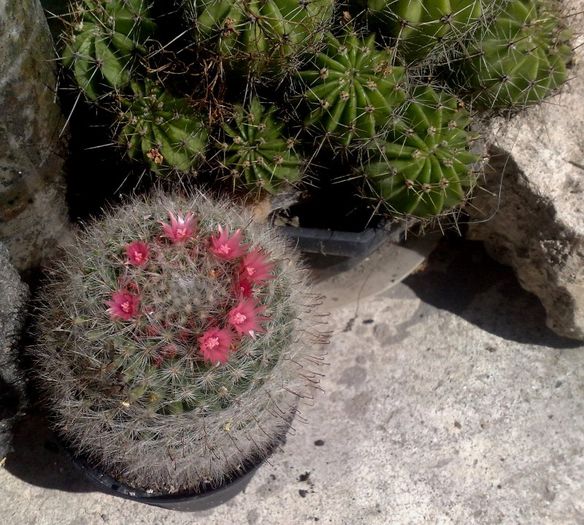 09062013 - Cactusi si suculente