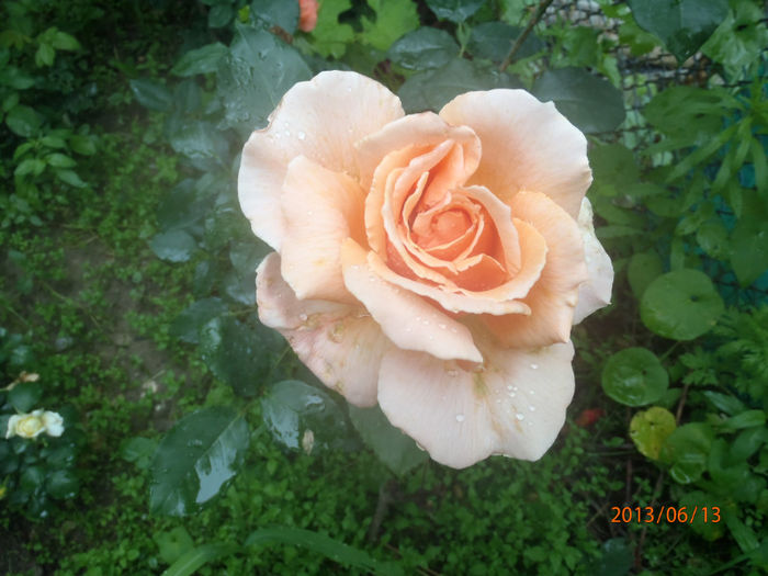 P6130053 - ANUL  2013