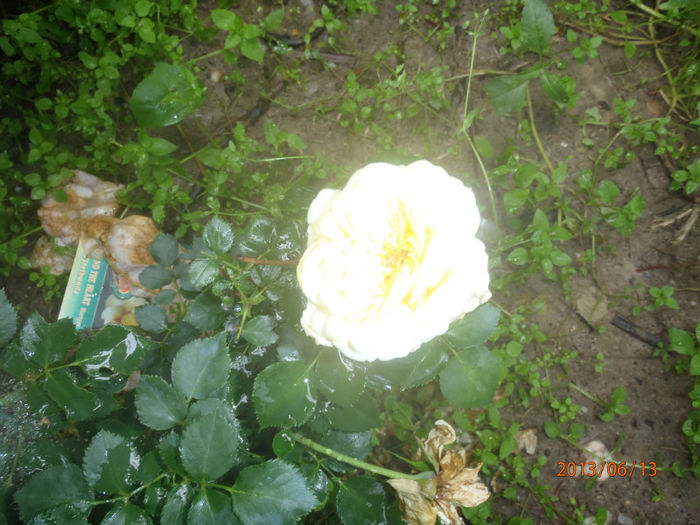 P6130054 - ANUL  2013