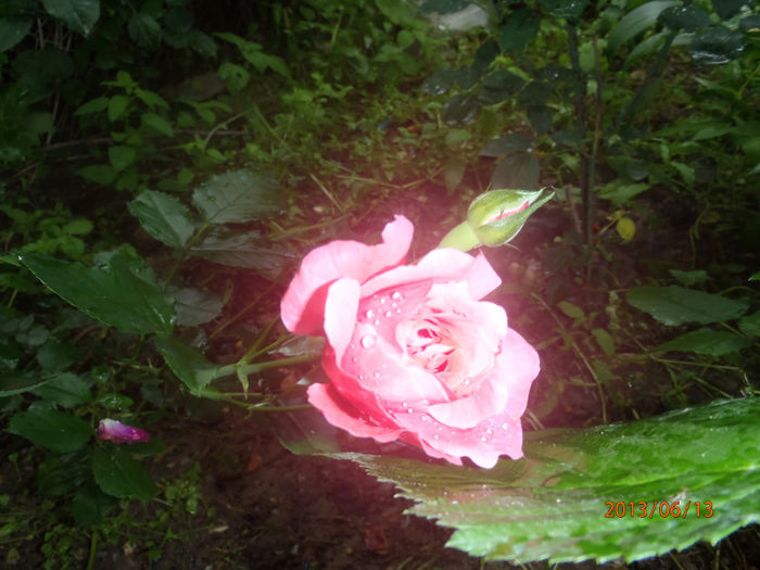 P6130060 - ANUL  2013