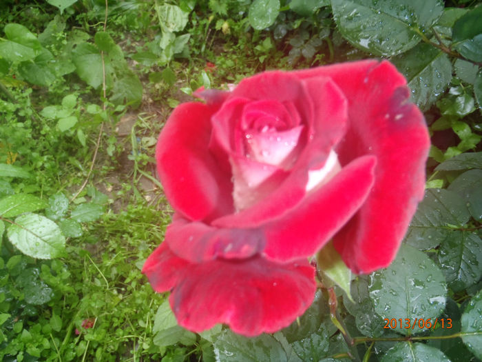 P6130061