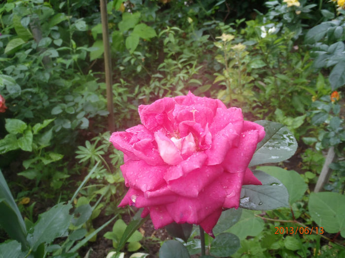 P6130064 - ANUL  2013