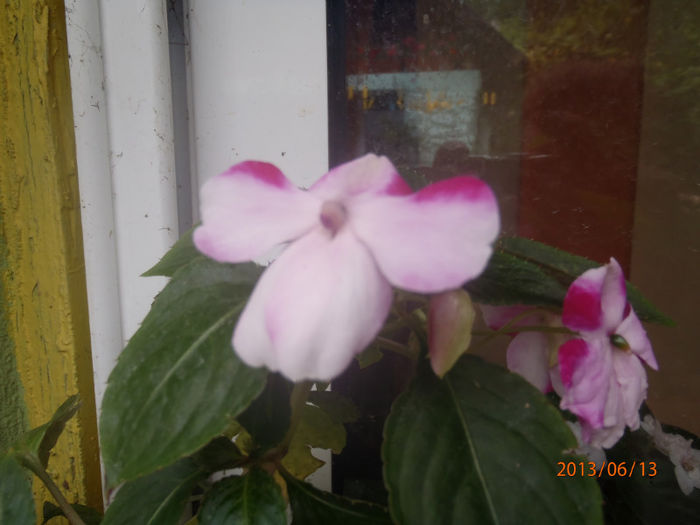 P6130074 - ANUL  2013