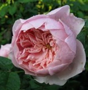 Alnwick rose