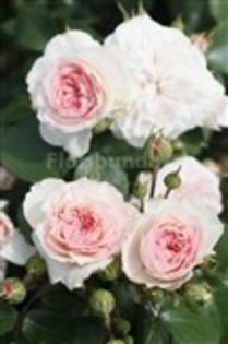 Mariatheresia - trandafiri de achizitionat toamna 2013 floribunda