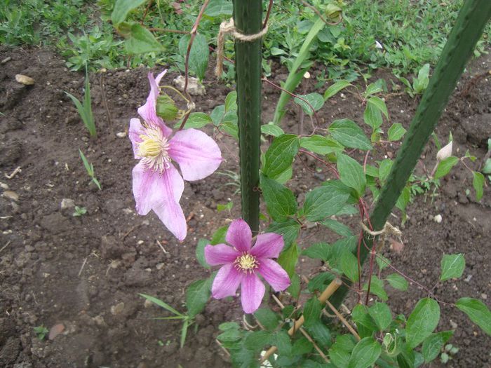 DSC03664 - Flori 2013