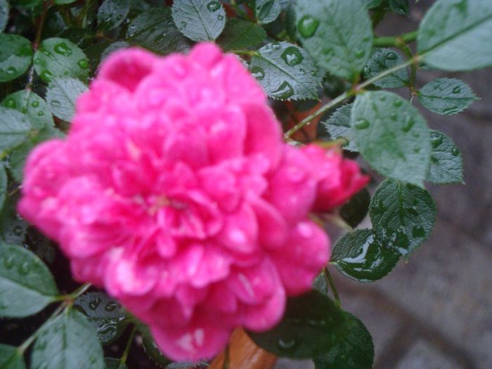 heidi - Flori 2013