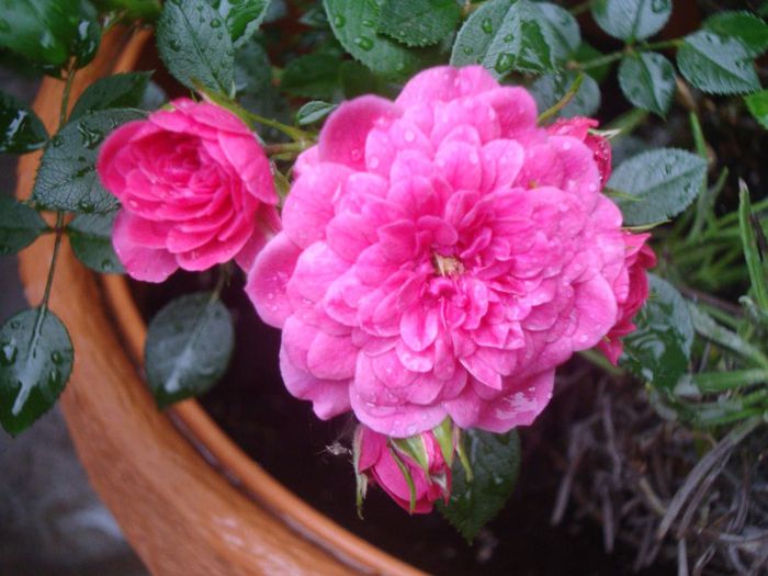 DSC03668 - Flori 2013