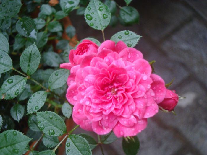DSC03670 - Flori 2013