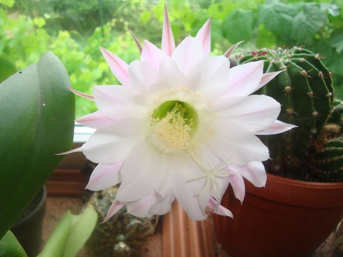DSC03673 - Flori 2013