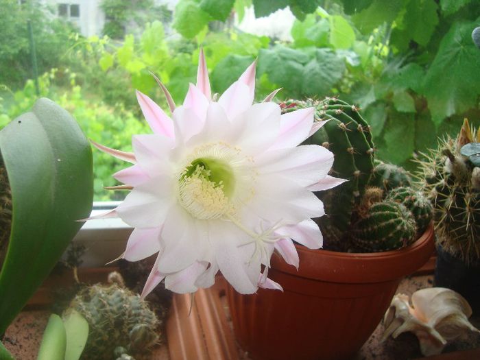 DSC03675 - Flori 2013