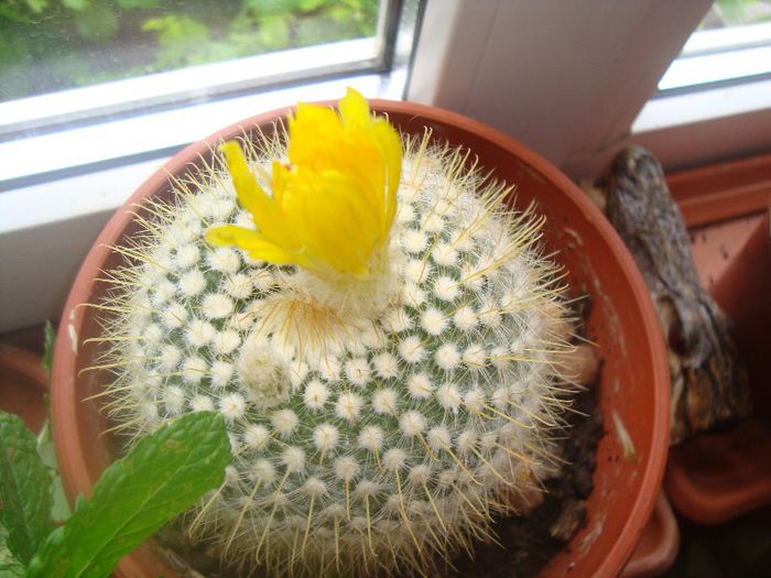 DSC03676 - Flori 2013