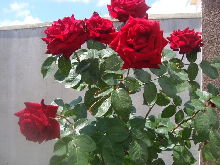 DSC03677 - Flori 2013