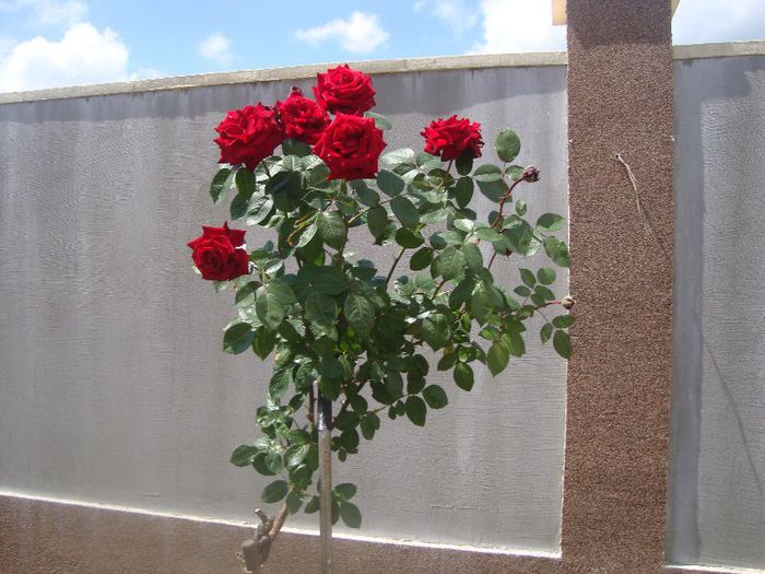 DSC03678 - Flori 2013