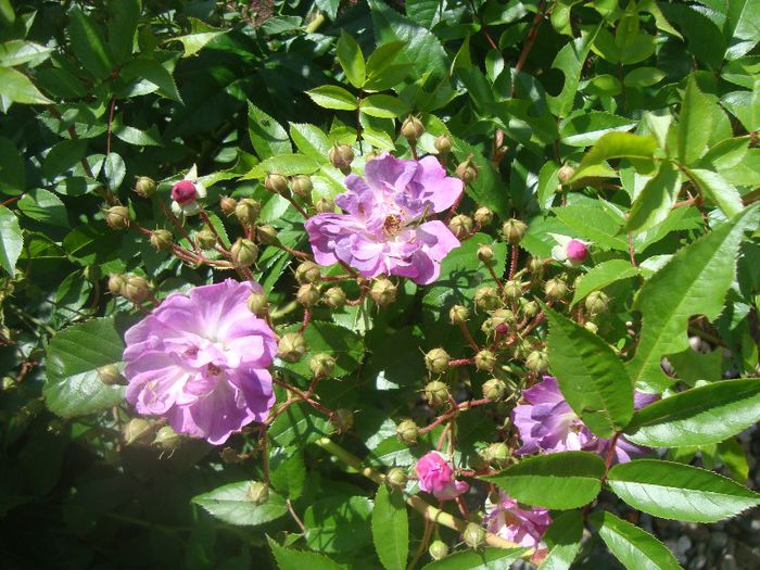 DSC03681 - Flori 2013