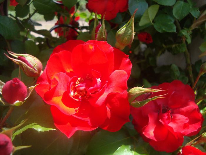 DSC03688 - Flori 2013