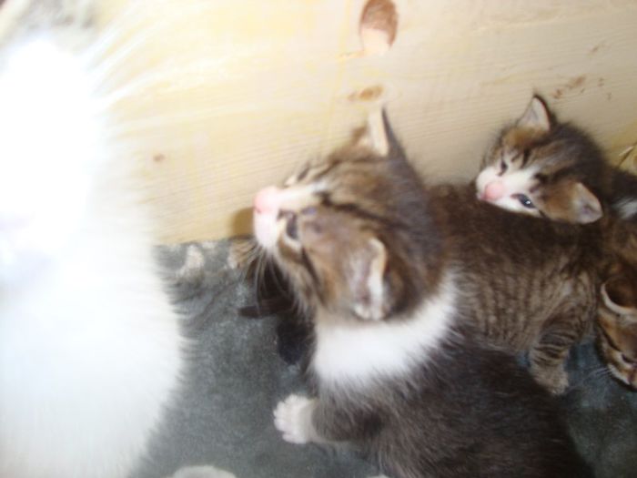 DSC03691 - Flori 2013