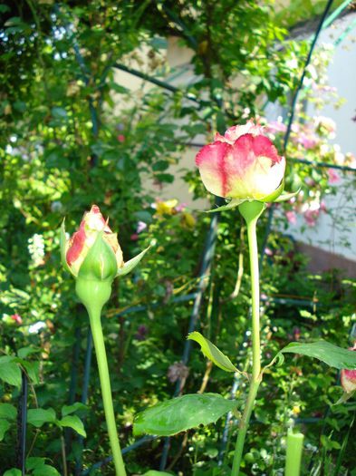DSC08597