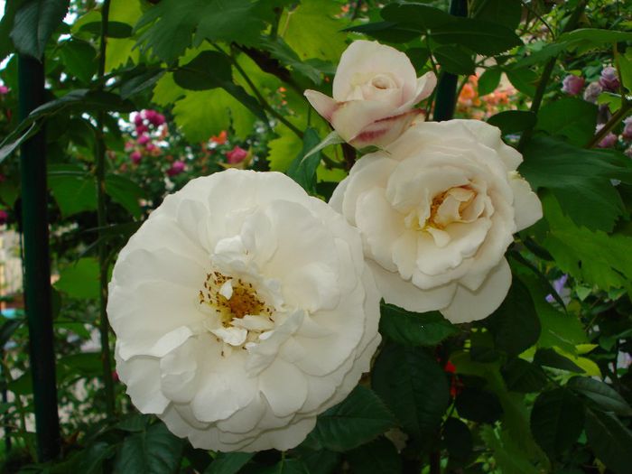 DSC08873