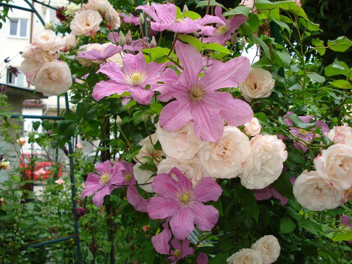 DSC08877