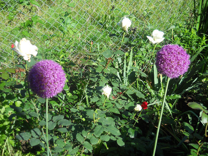 305 - gradina in 2013