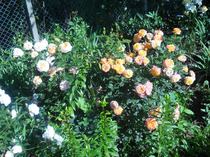 300 - gradina in 2013