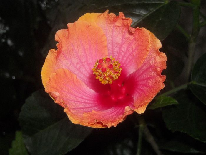 Passion - 0 Din florile mele