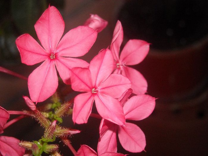  - 0 Din florile mele