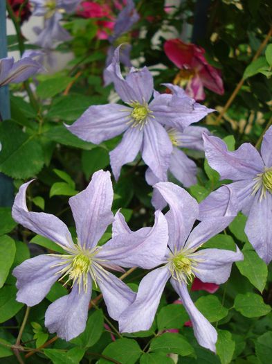 DSC08519 - Clematis 2013