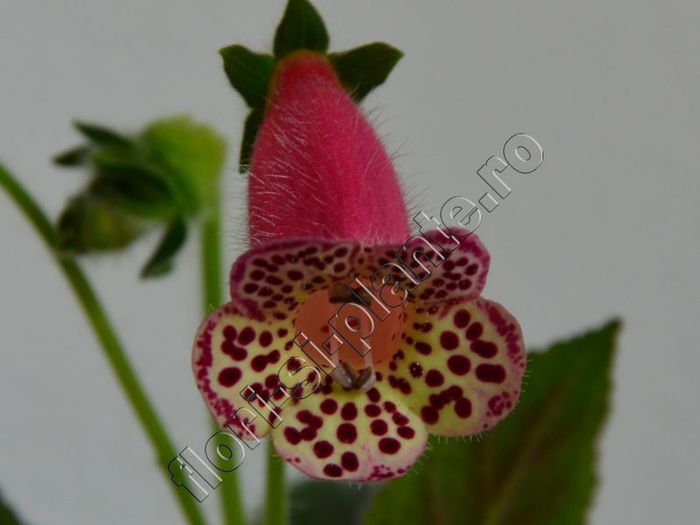 Kohleria Yfs Sweet and Fresh - KOHLERIA II