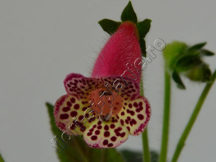 Kohleria Yfs Sweet and Fresh
