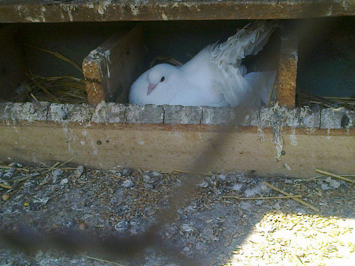 Fotografie1125 - T VOLTATI ALBI