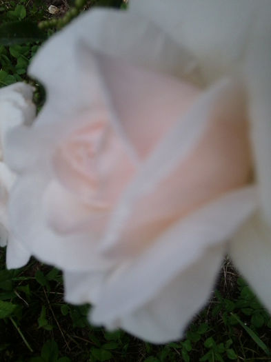 Fotografie2818 - flori de gradina 2013