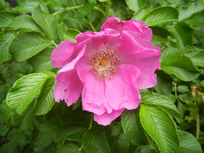 Rosa rugosa (2013, June 14)