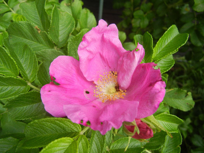 Rosa rugosa (2013, June 14)