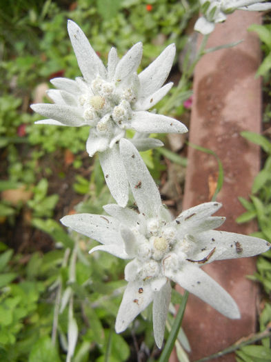 Leontopodium alpinum (2013, June 13)
