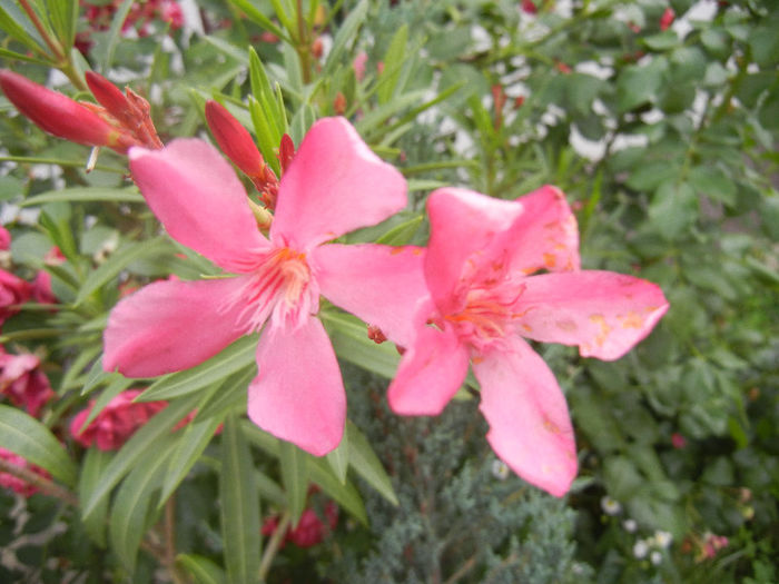 Pink Oleander (2013, June 13) - NERIUM Oleander