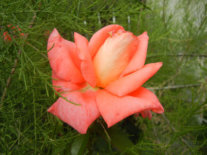 Rose Artistry (2013, June 14)