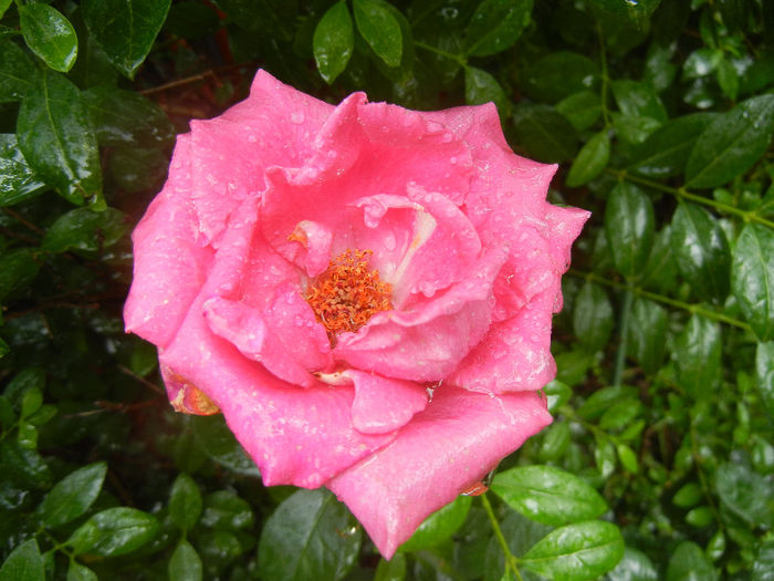 Rose Pink Peace (2013, June 14)