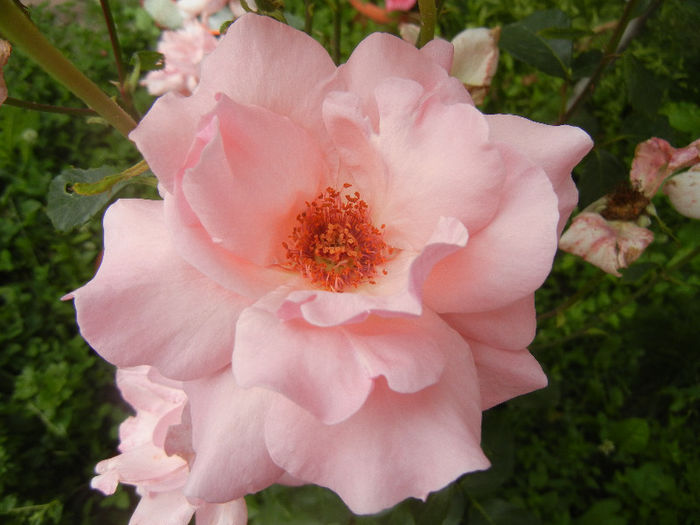 Rose Queen Elisabeth (2013, Jun.14)