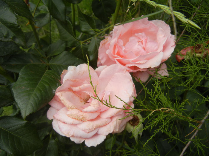 Royal Highness rose, 14jun2013 - Rose Royal Highness