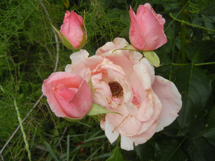 Royal Highness rose, 14jun2013 - Rose Royal Highness