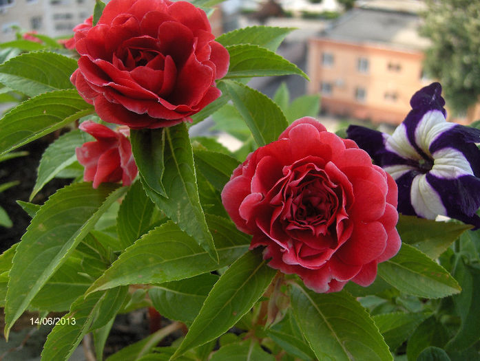 impatiens dublu FIESTA SALSA RED