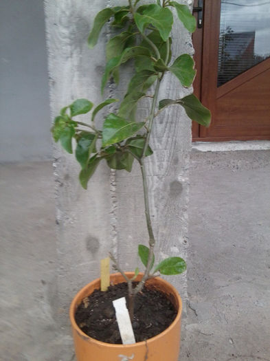 juanolloa aurantiaca