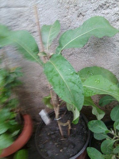 face florile si frunzele de 2 ori mai m ari