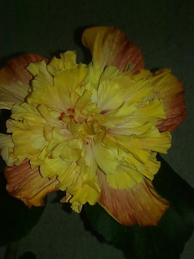 Imagine3562 - HIBISCUS