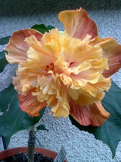 Imagine3564 - HIBISCUS