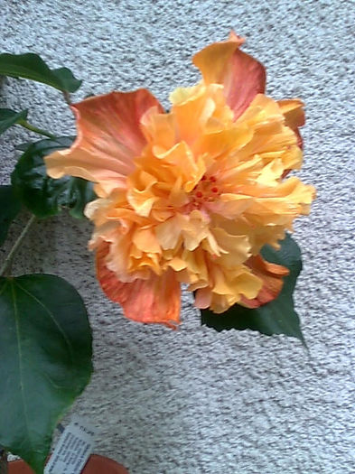 Imagine3566 - HIBISCUS